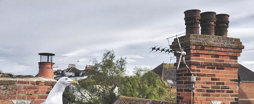 Chimney Cleaning And Restoration in New Milford, New Jersey